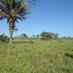 Fazenda a venda em Juara MT - 370 Hectares Escriturada