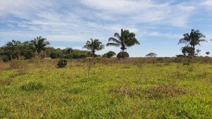 Sítio 60 Hectares em Juara MT